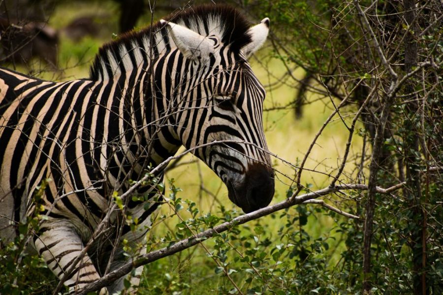 4 Days Maasai Mara Game Reserve and Lake Nakuru National Park safari